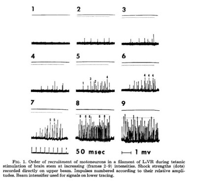Muscle fatigue thesis 08 image