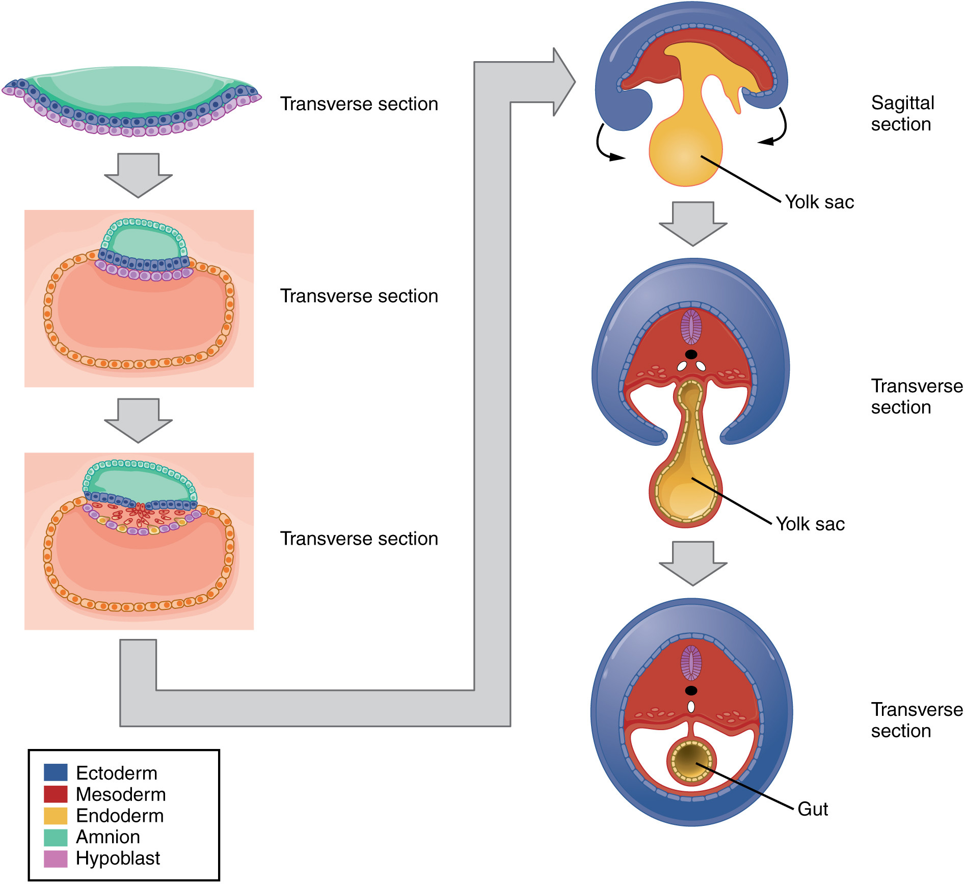 Stages Of Embryonic Development A Field Key To The Developmental